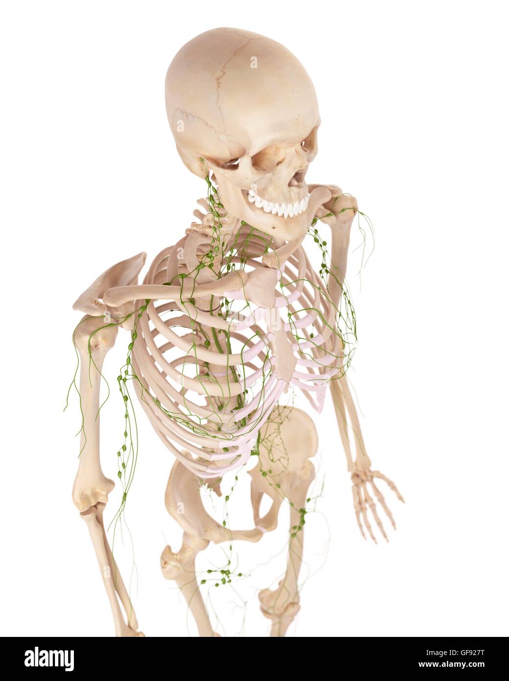 Human lymphatic system, illustration. Stock Photo