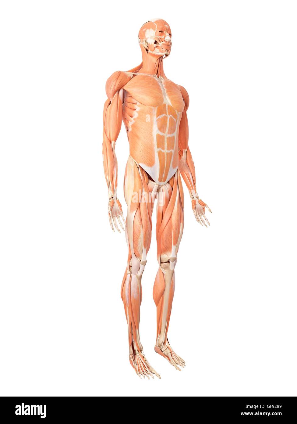 Human muscular system, illustration. Stock Photo