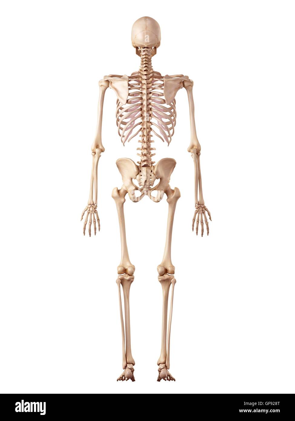 Human skeletal system, illustration Stock Photo - Alamy