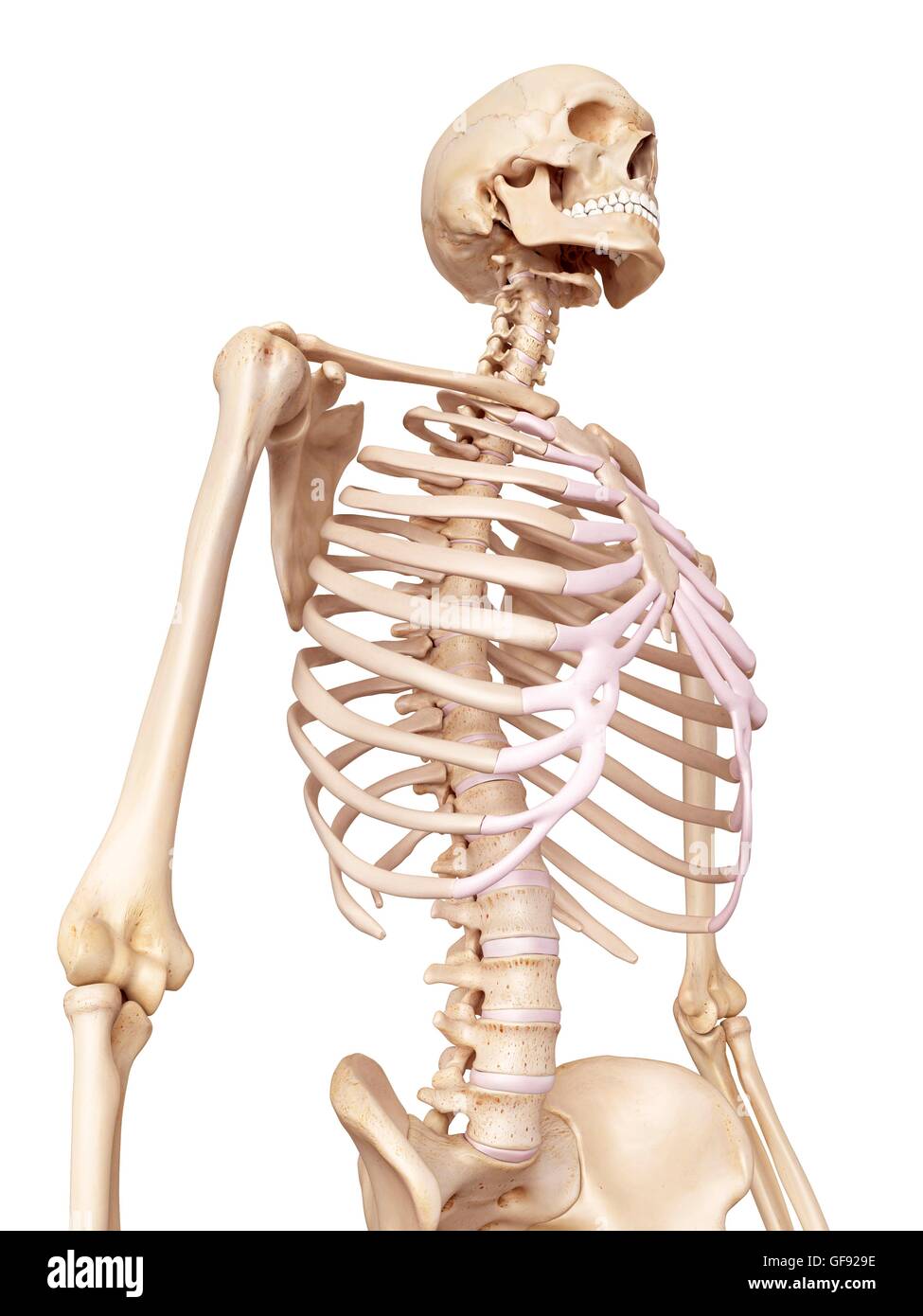 Human skeletal system, illustration Stock Photo - Alamy