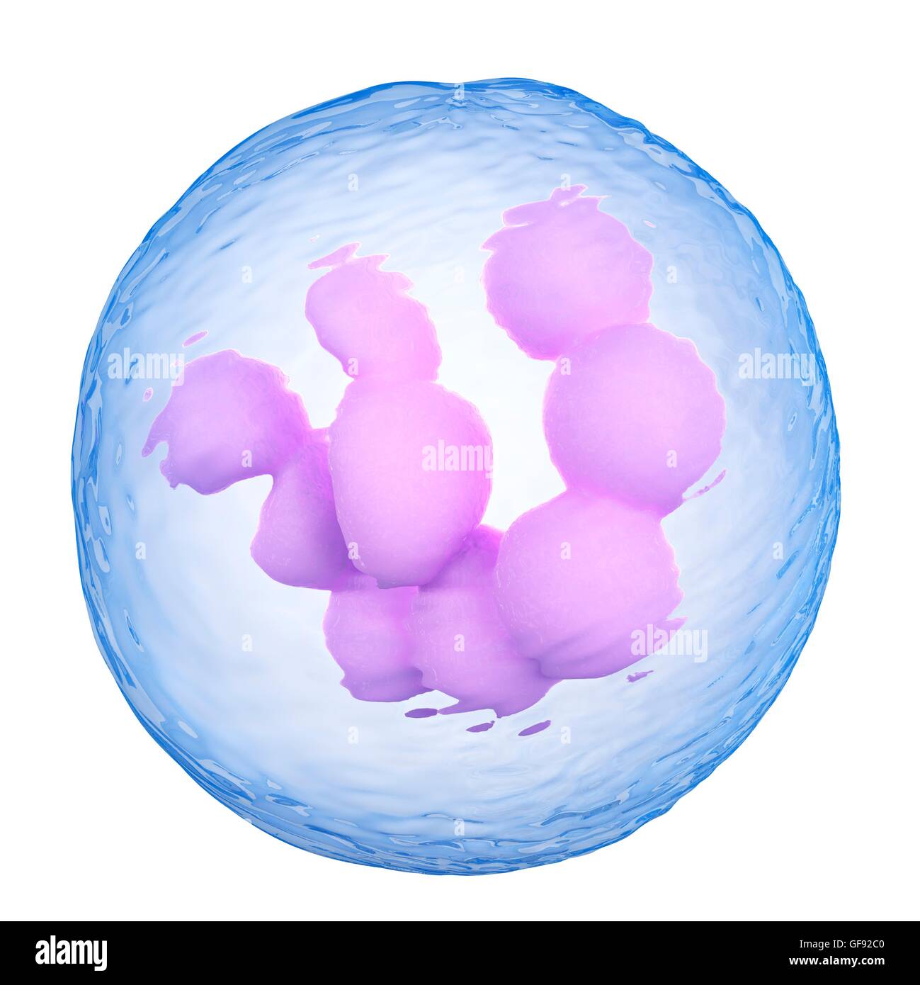 Bone marrow cell, illustration Stock Photo - Alamy