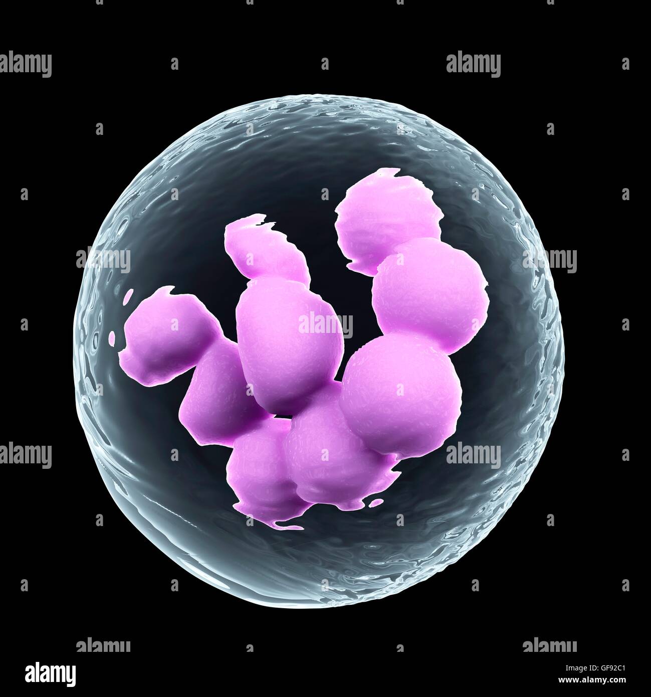 Bone marrow cell, illustration Stock Photo - Alamy