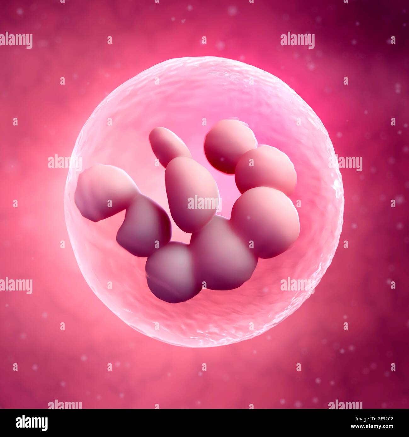 Bone marrow cell, illustration Stock Photo - Alamy
