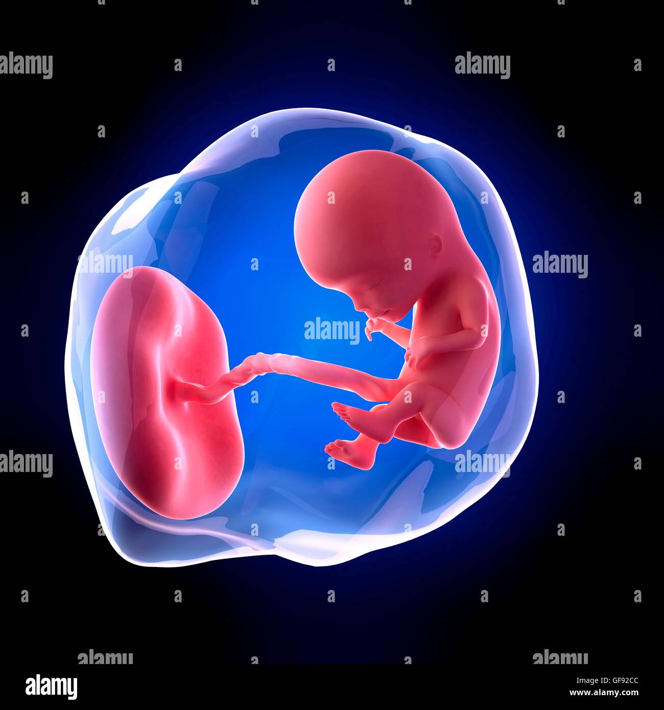 Human Fetus baby-born-at-10-weeks-ubicaciondepersonas-cdmx-gob-mx