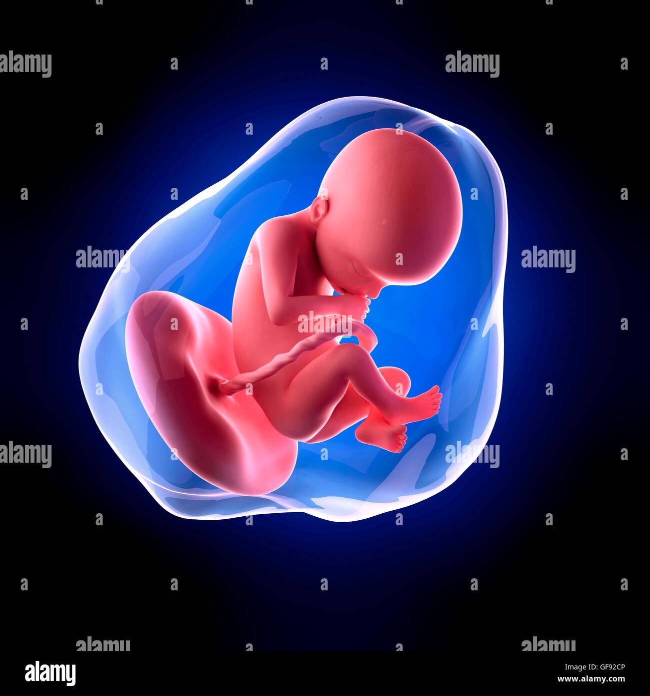 Fetus 22 weeks hi-res stock photography and images - Alamy