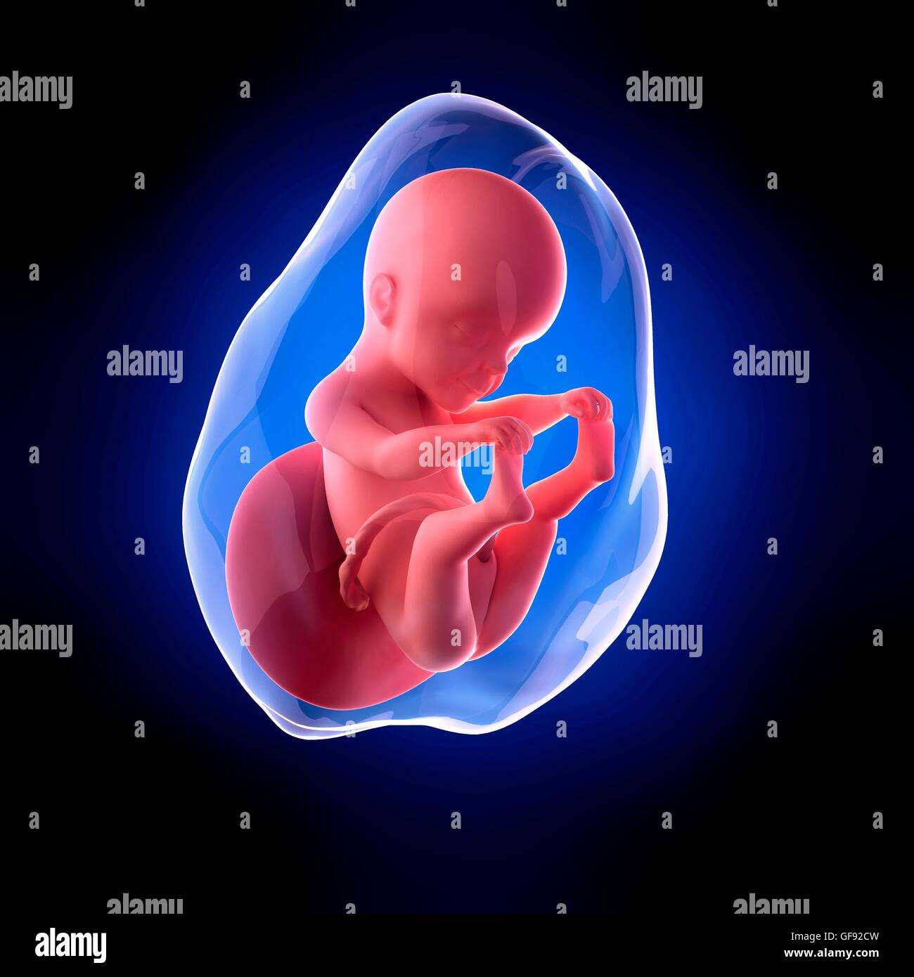 Fetal development 25 weeks hires stock photography and images Alamy