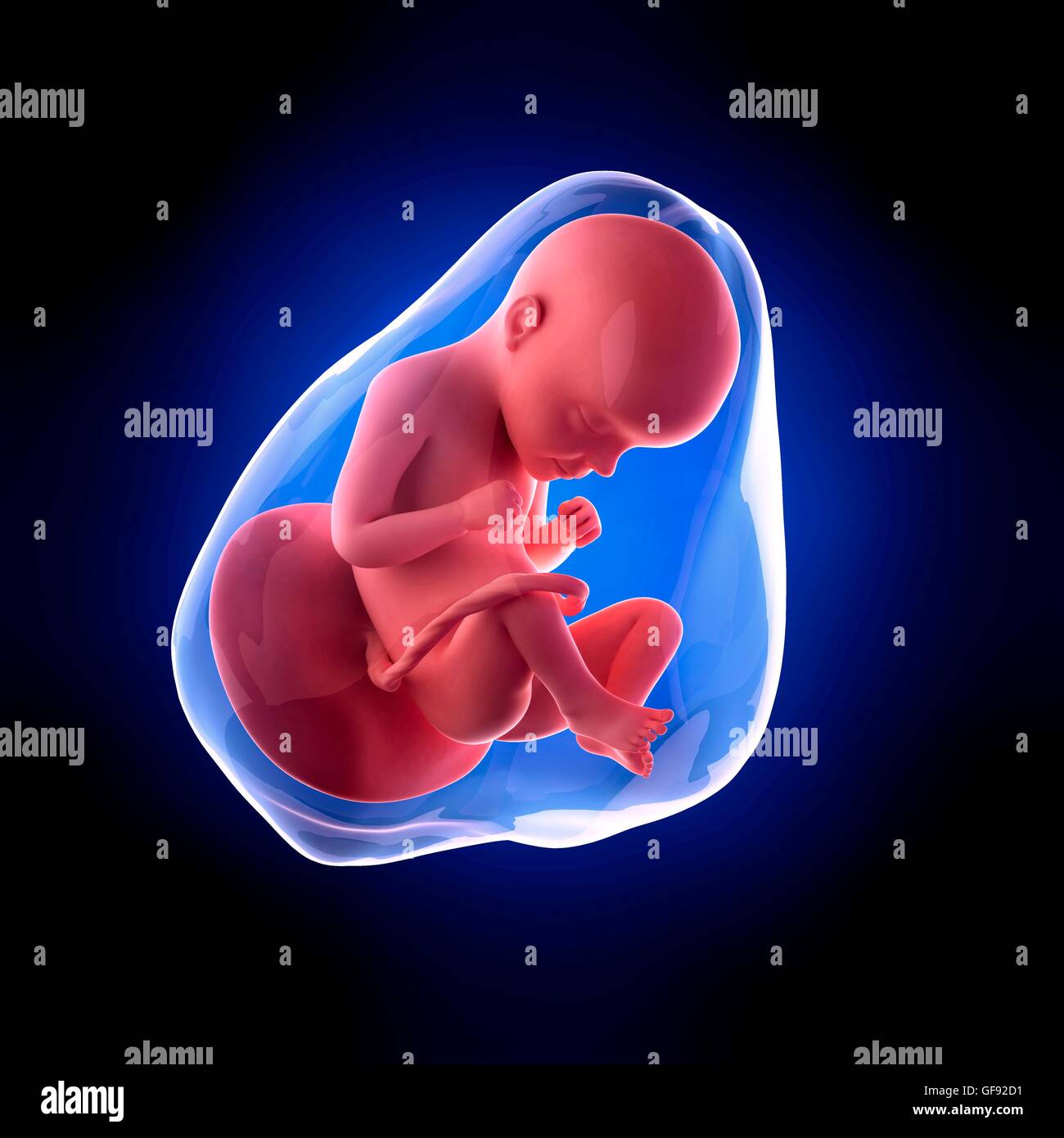 Human fetus age 29 weeks, illustration Stock Photo Alamy