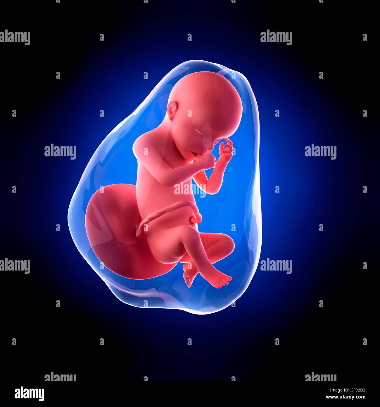 Эмбрион на 30 неделе беременности. Малыш на 27 неделе беременности. Эмбрион на 30 неделе беременности. Ут детям. 30 недель беременности фото плода.