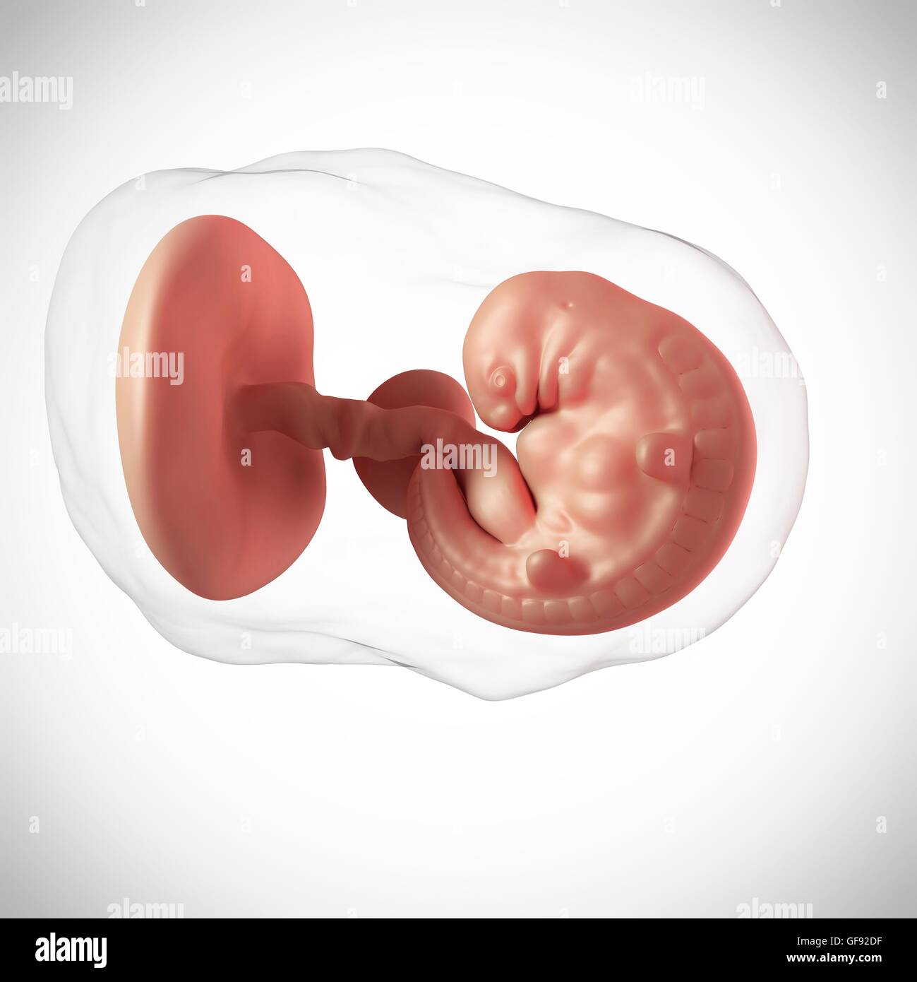 Embryo at 6 weeks hires stock photography and images Alamy