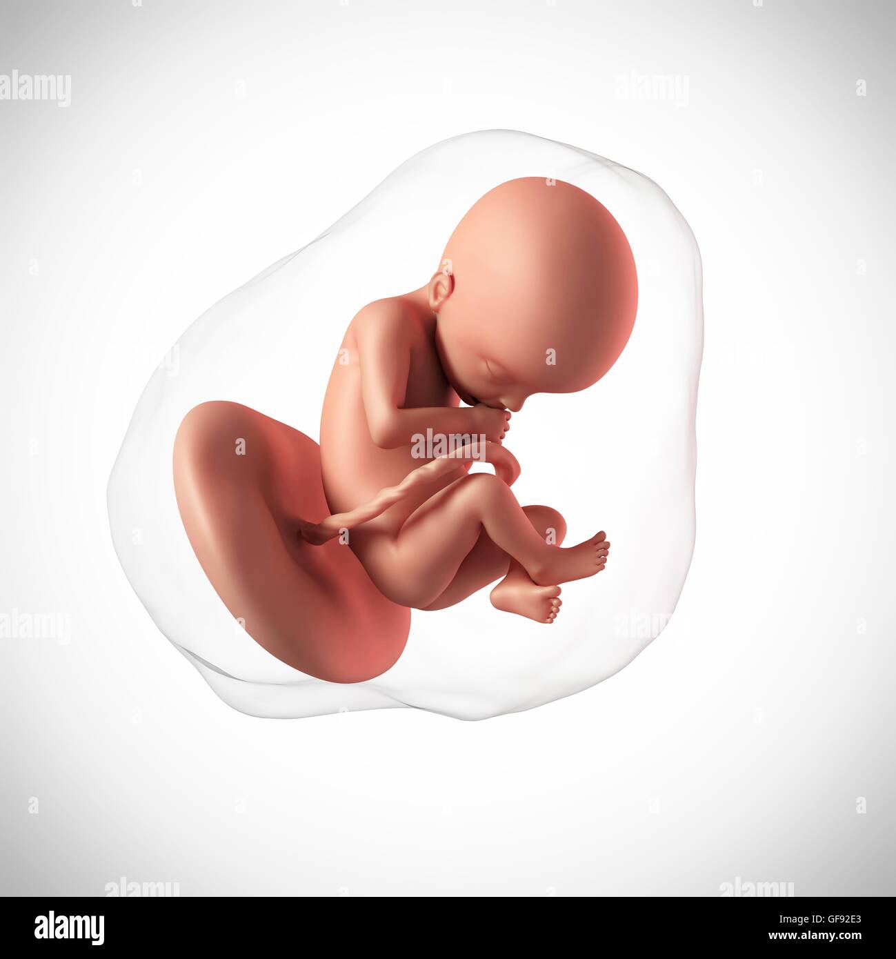22 Weeks Pregnant Baby Size