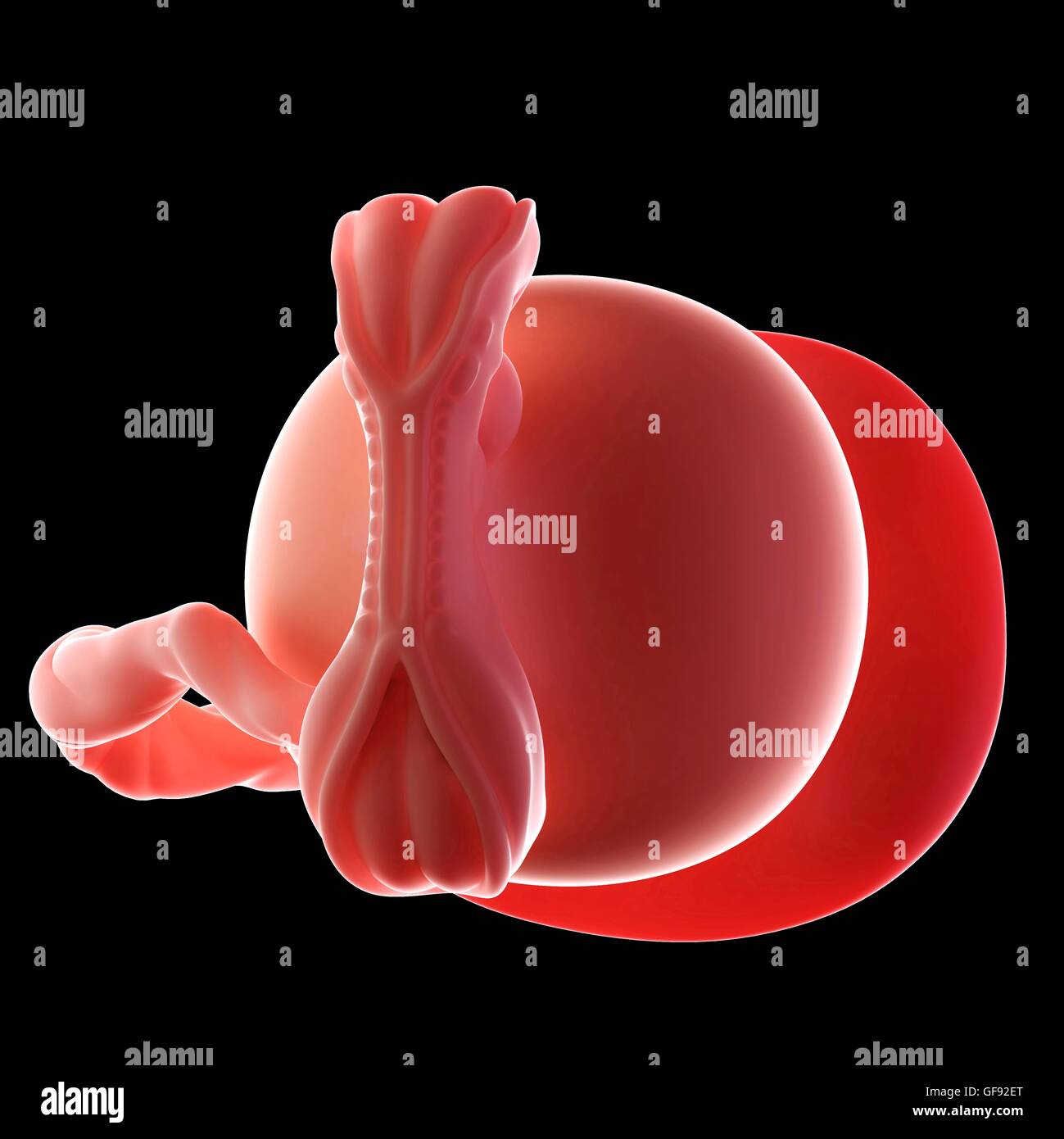 Human embryo age 5 weeks, illustration Stock Photo - Alamy