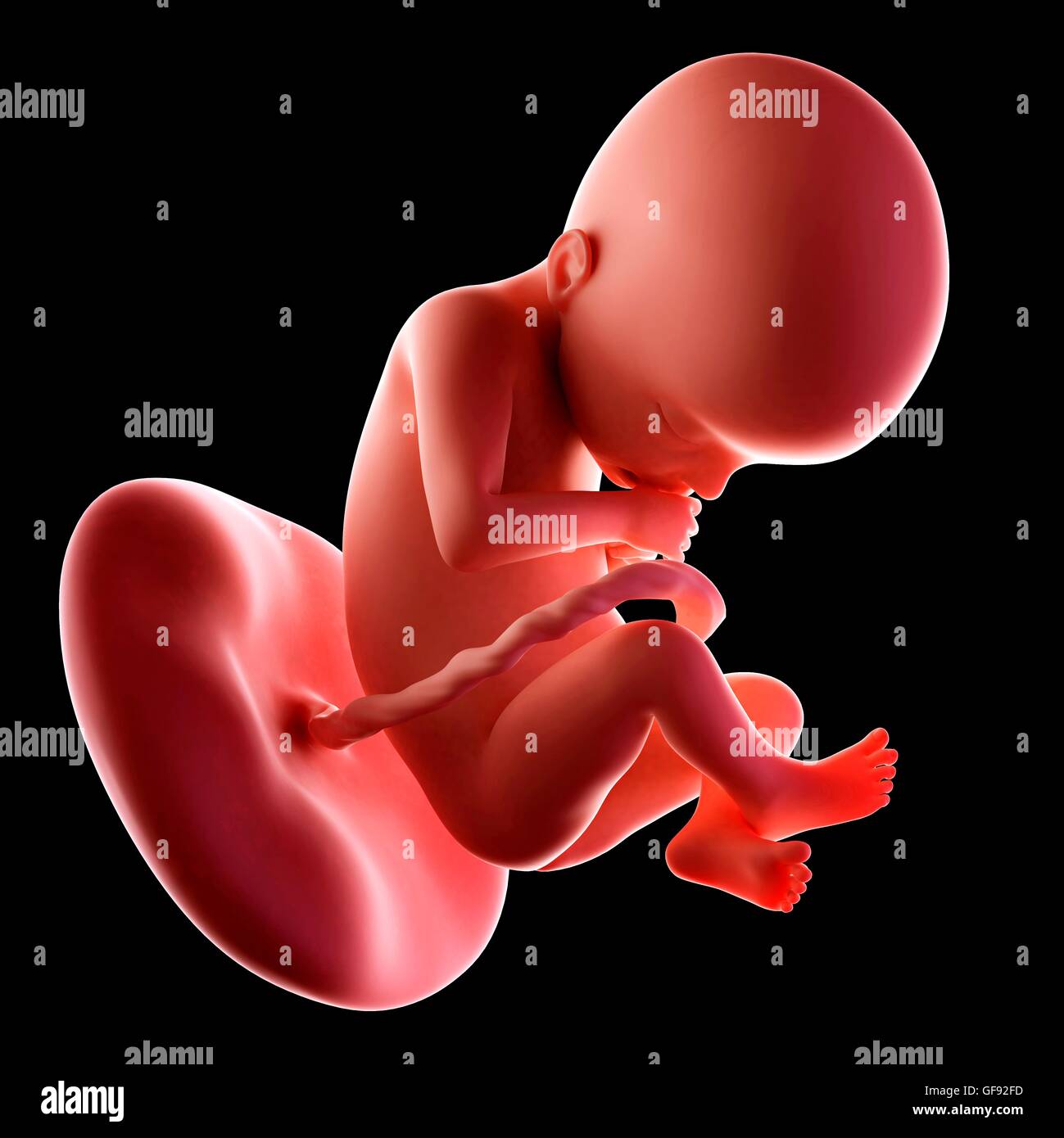 Fetus 22 weeks hi-res stock photography and images - Alamy