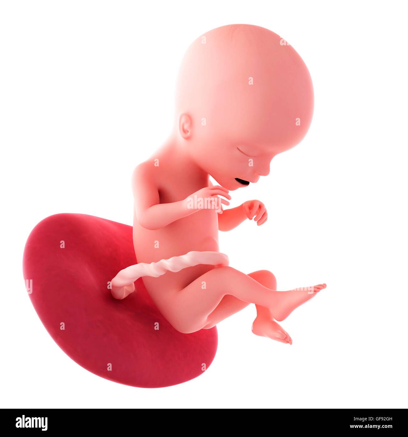 Human fetus age 17 weeks, illustration Stock Photo - Alamy