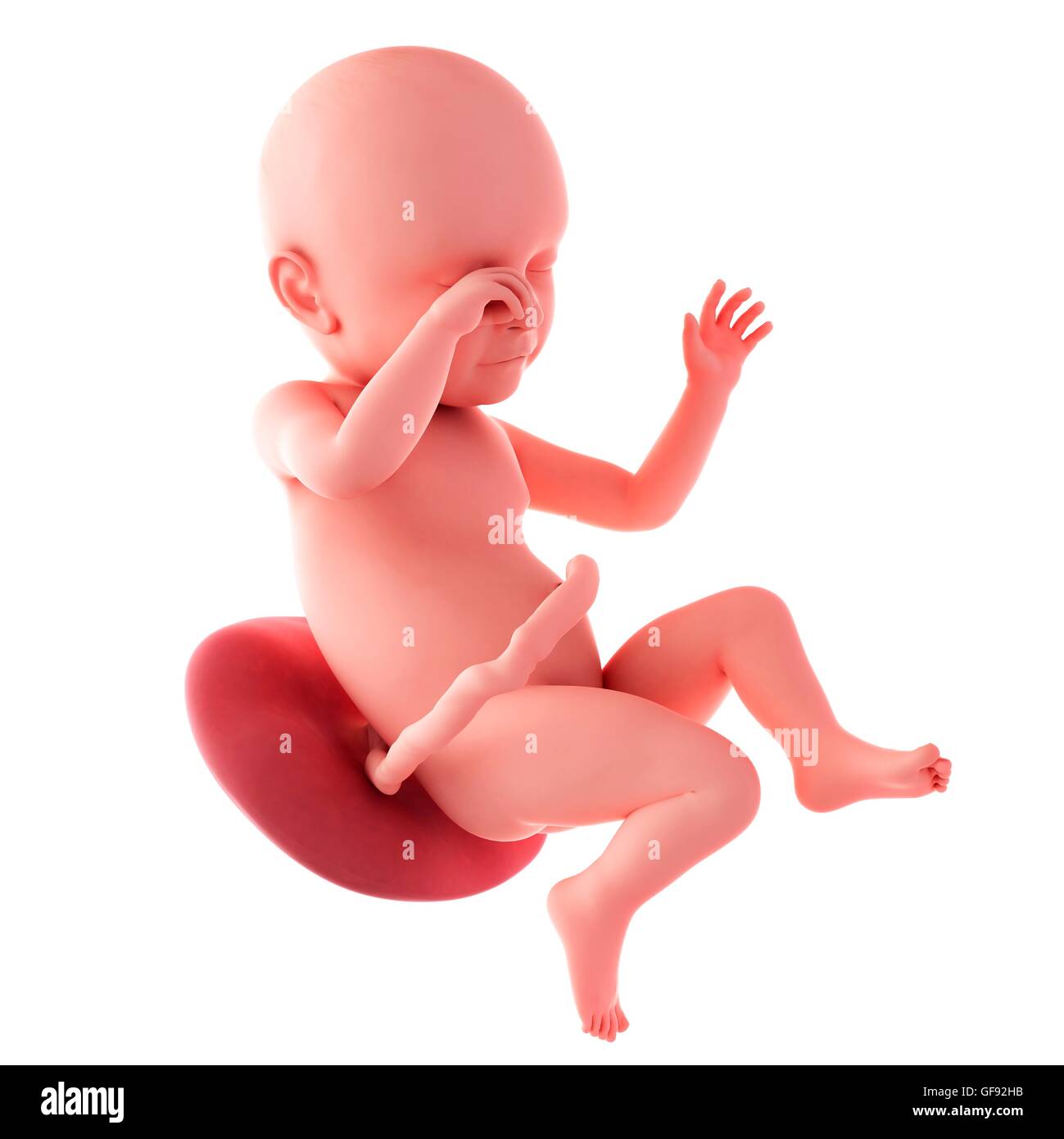 Human fetus age 39 weeks, illustration Stock Photo - Alamy