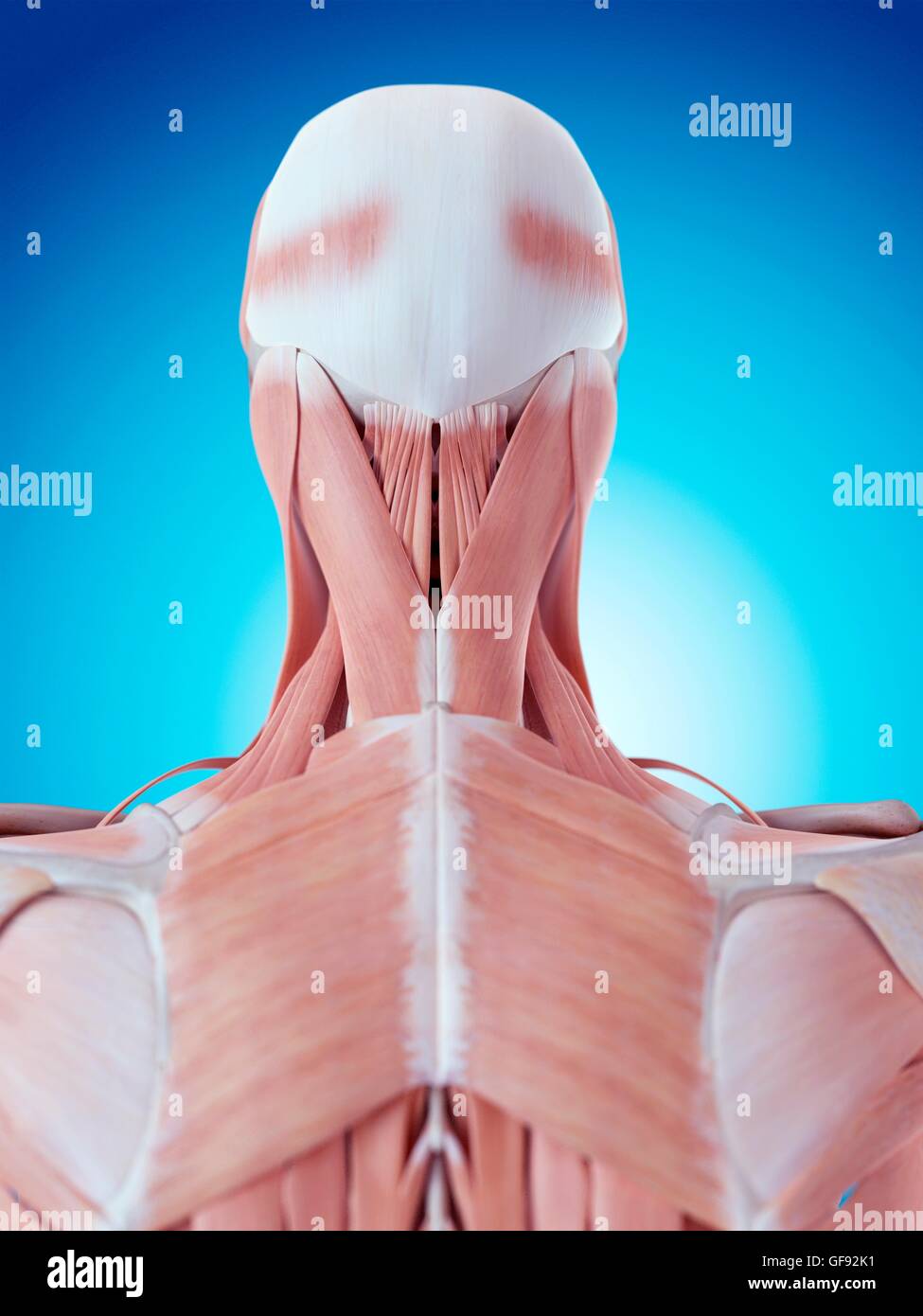 Human neck and back anatomy, illustration Stock Photo Alamy