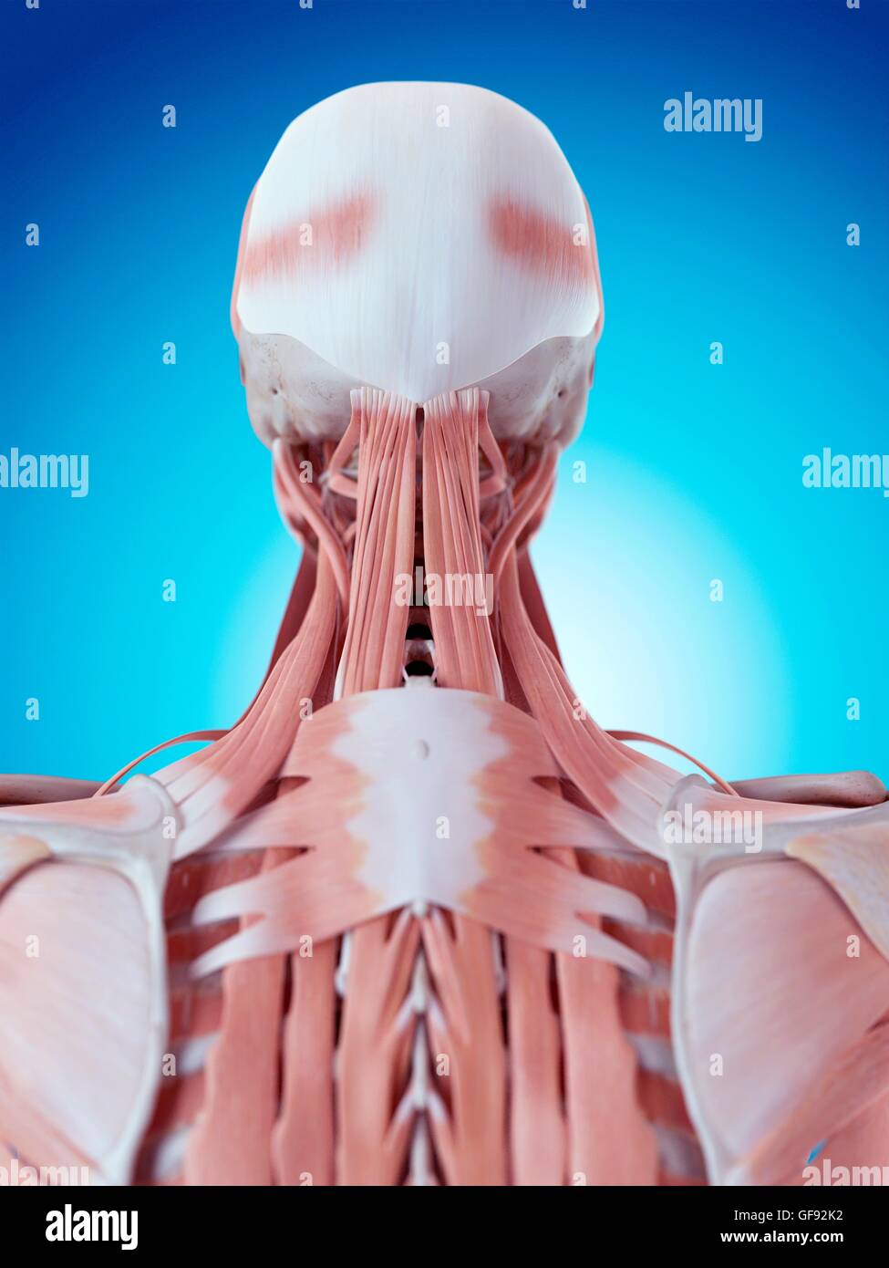 Anatomy rear view back human hi-res stock photography and images - Alamy