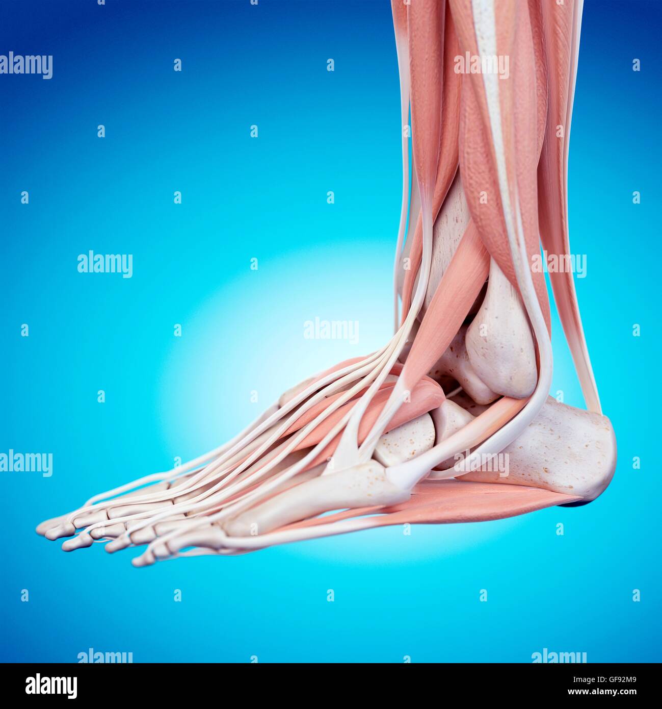 Human foot anatomy, illustration Stock Photo - Alamy