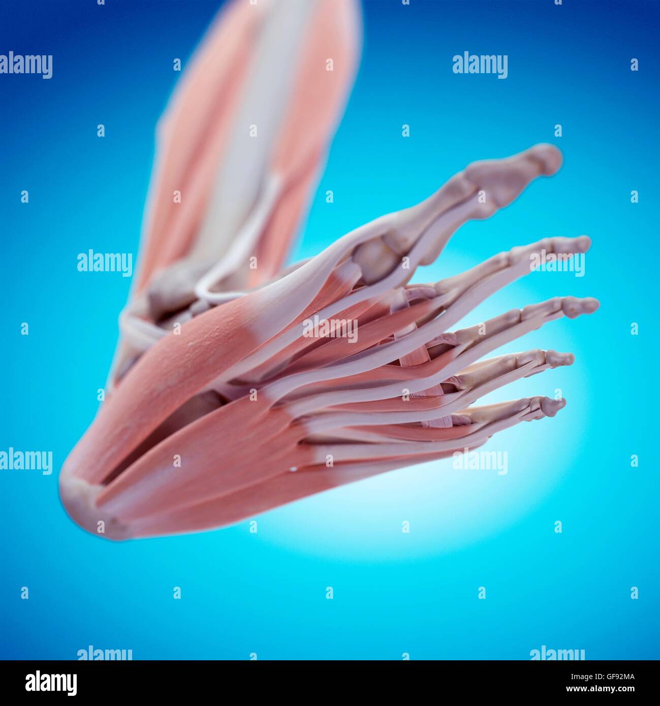 Anatomy sole foot hi-res stock photography and images - Alamy