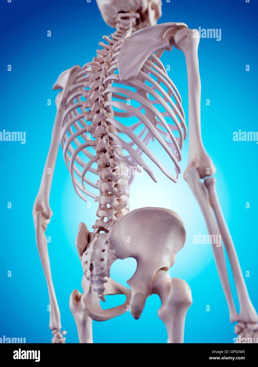 Human skeleton, illustration. Stock Photo