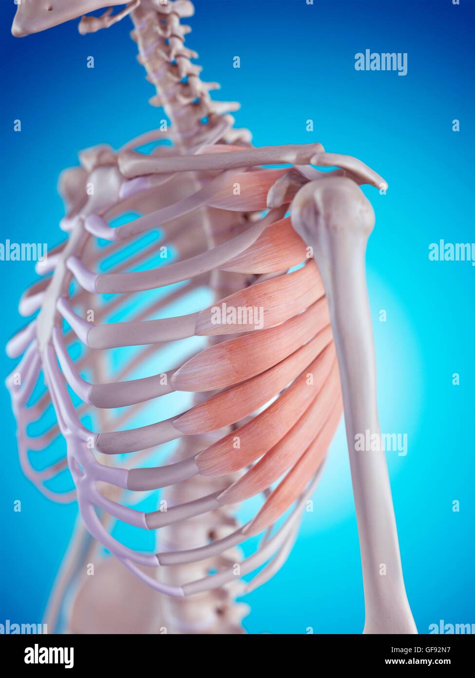 Human chest muscles, illustration Stock Photo Alamy