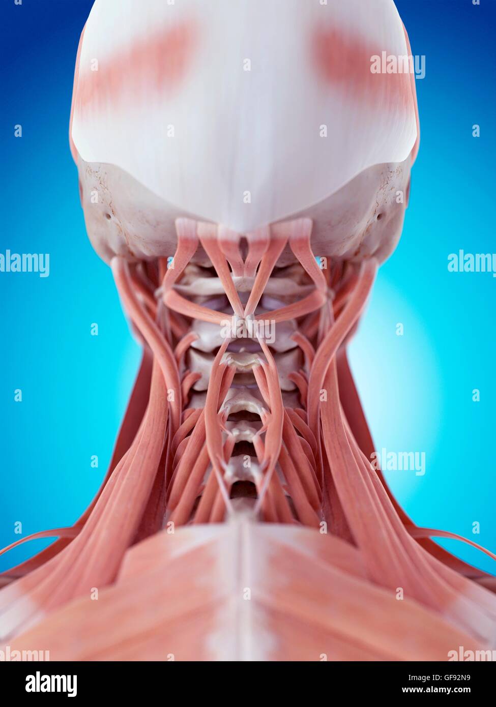 Human neck muscles, illustration Stock Photo Alamy