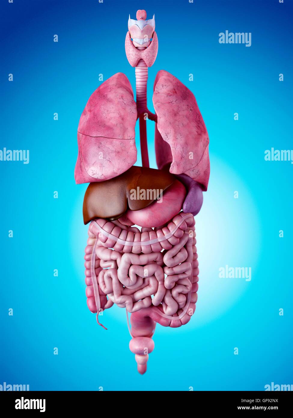 Human Internal Organs Stock Photos & Human Internal Organs Stock Images ...