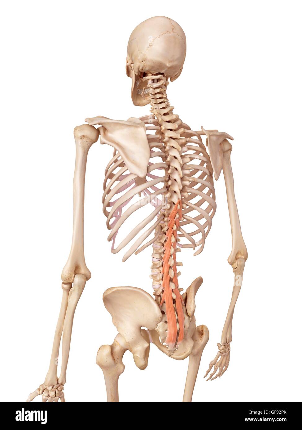 https://c8.alamy.com/comp/GF92PK/human-spine-muscles-illustration-GF92PK.jpg