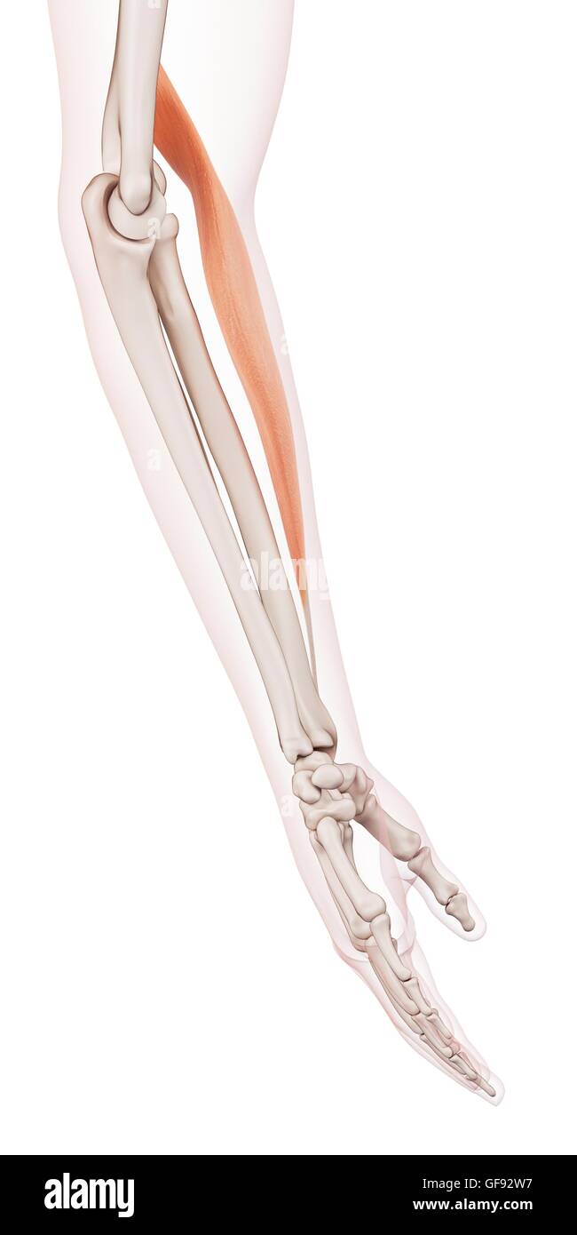 Human muscle of arm hi-res stock photography and images - Alamy