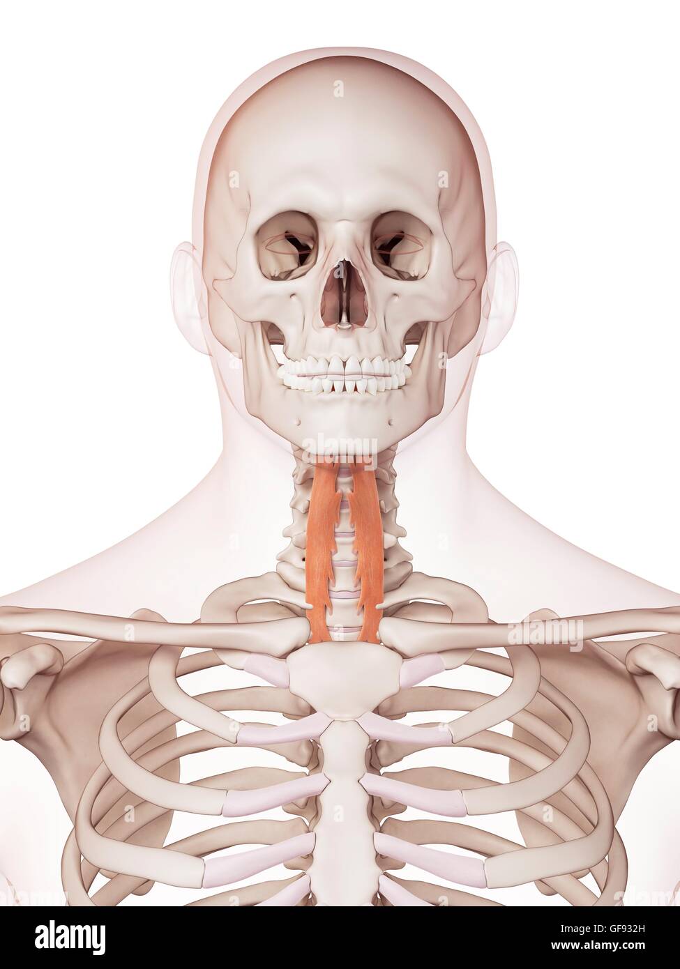 Human neck muscles, illustration Stock Photo Biology Diagrams