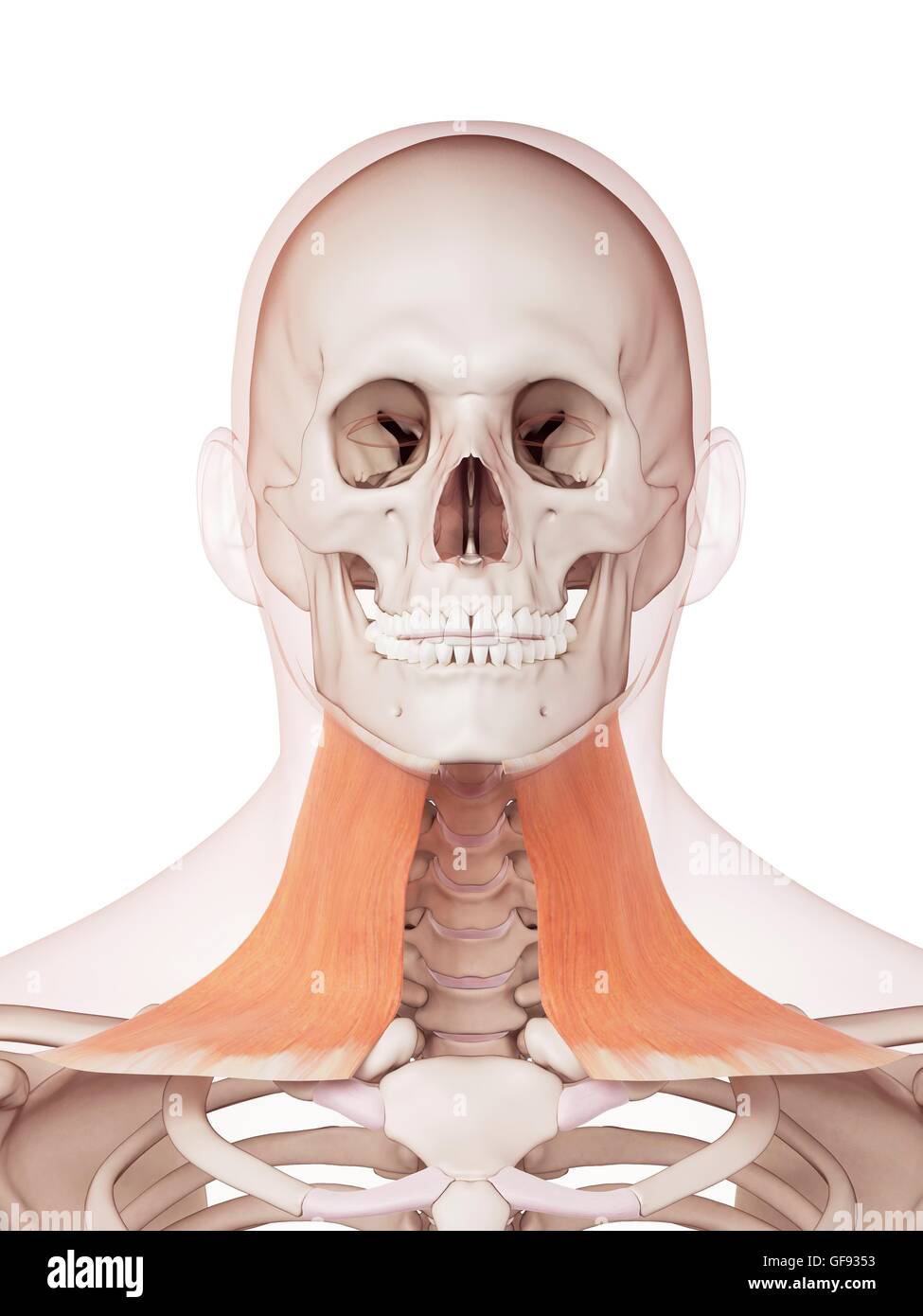 Human neck muscles, illustration Stock Photo Biology Diagrams