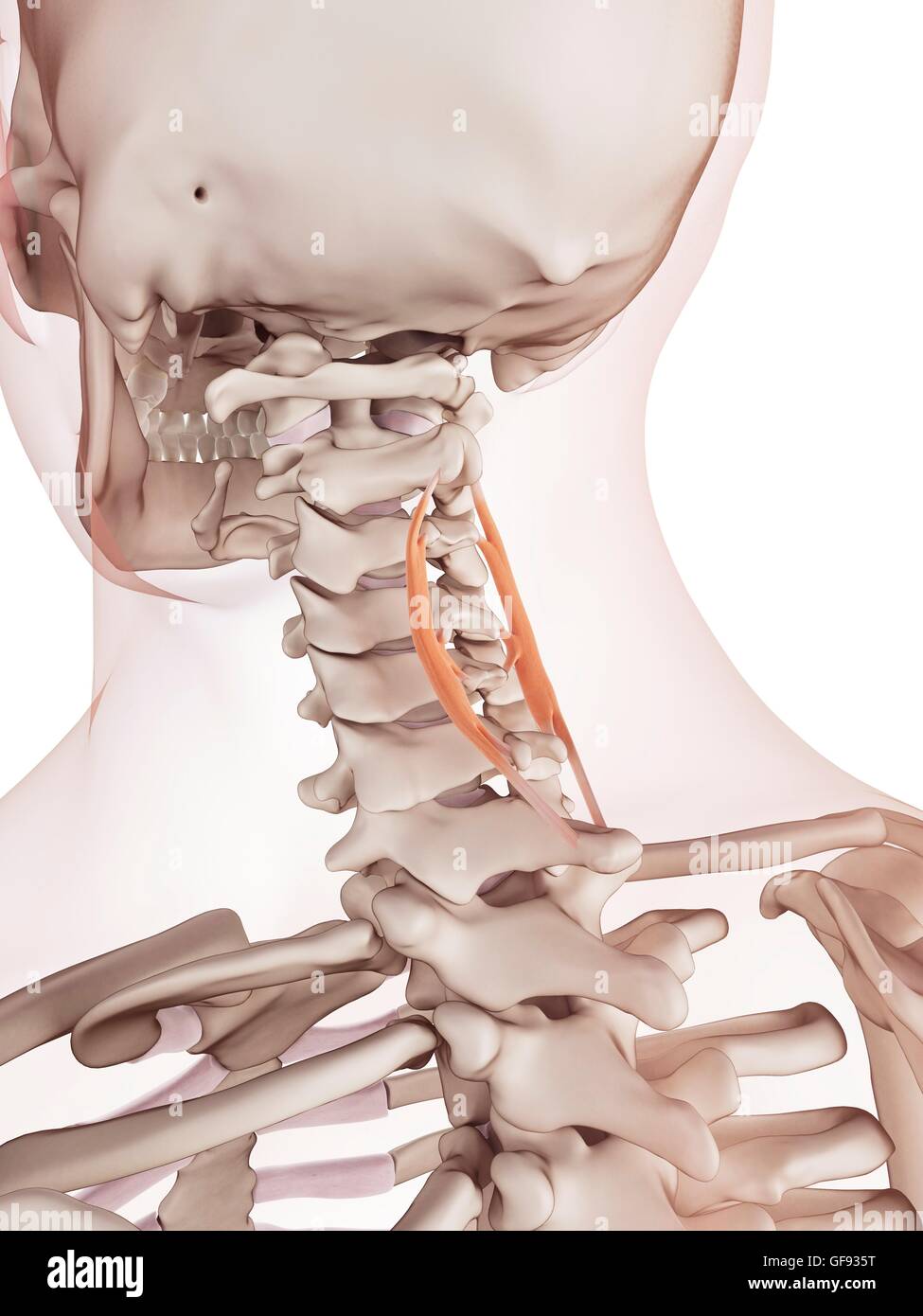 Human neck muscles, illustration. Stock Photo