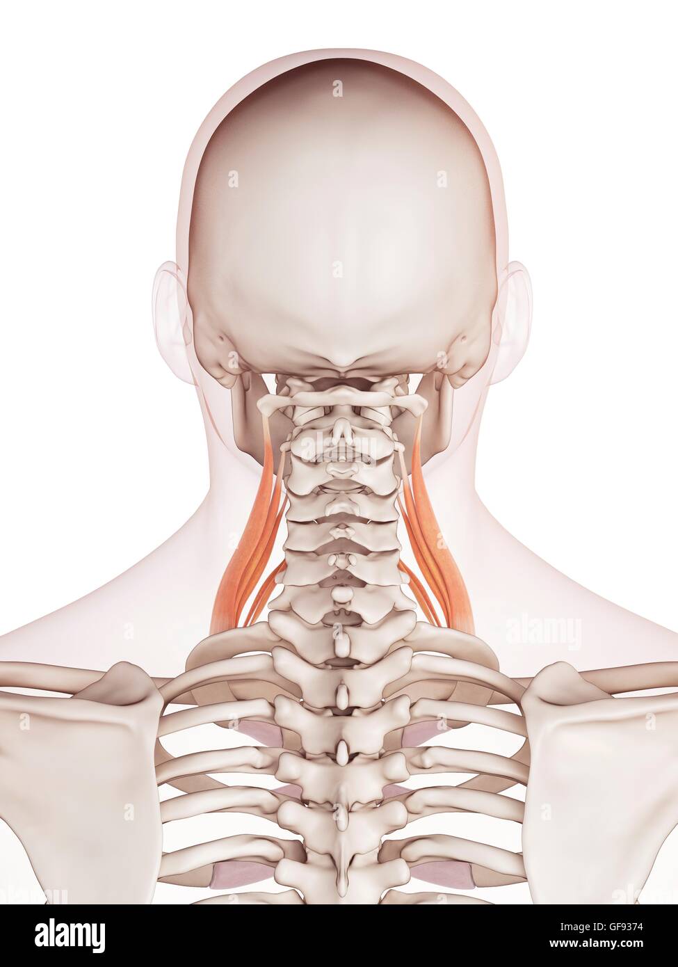 Human neck muscles, illustration Stock Photo Biology Diagrams