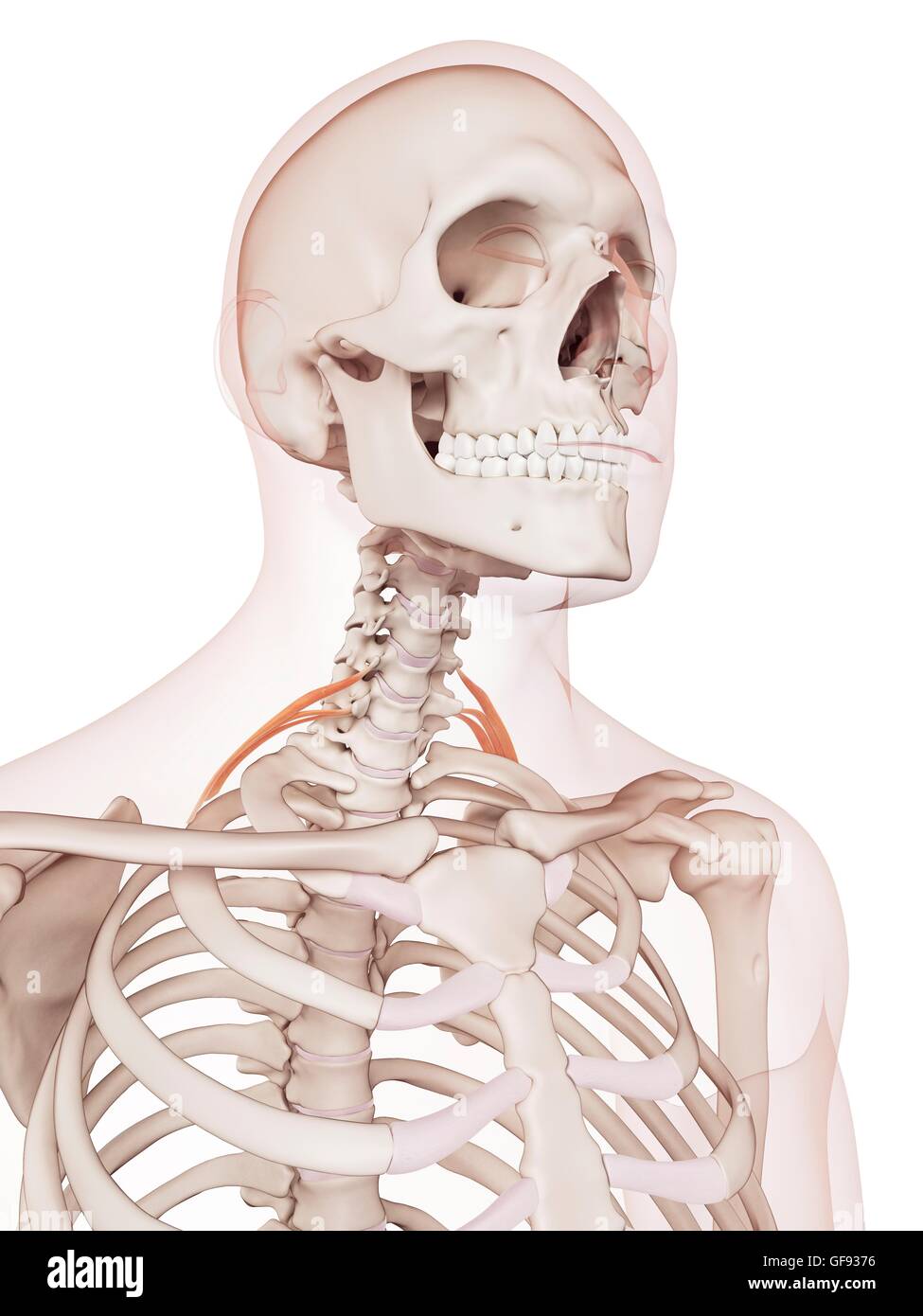 Human neck muscles, illustration Stock Photo Biology Diagrams