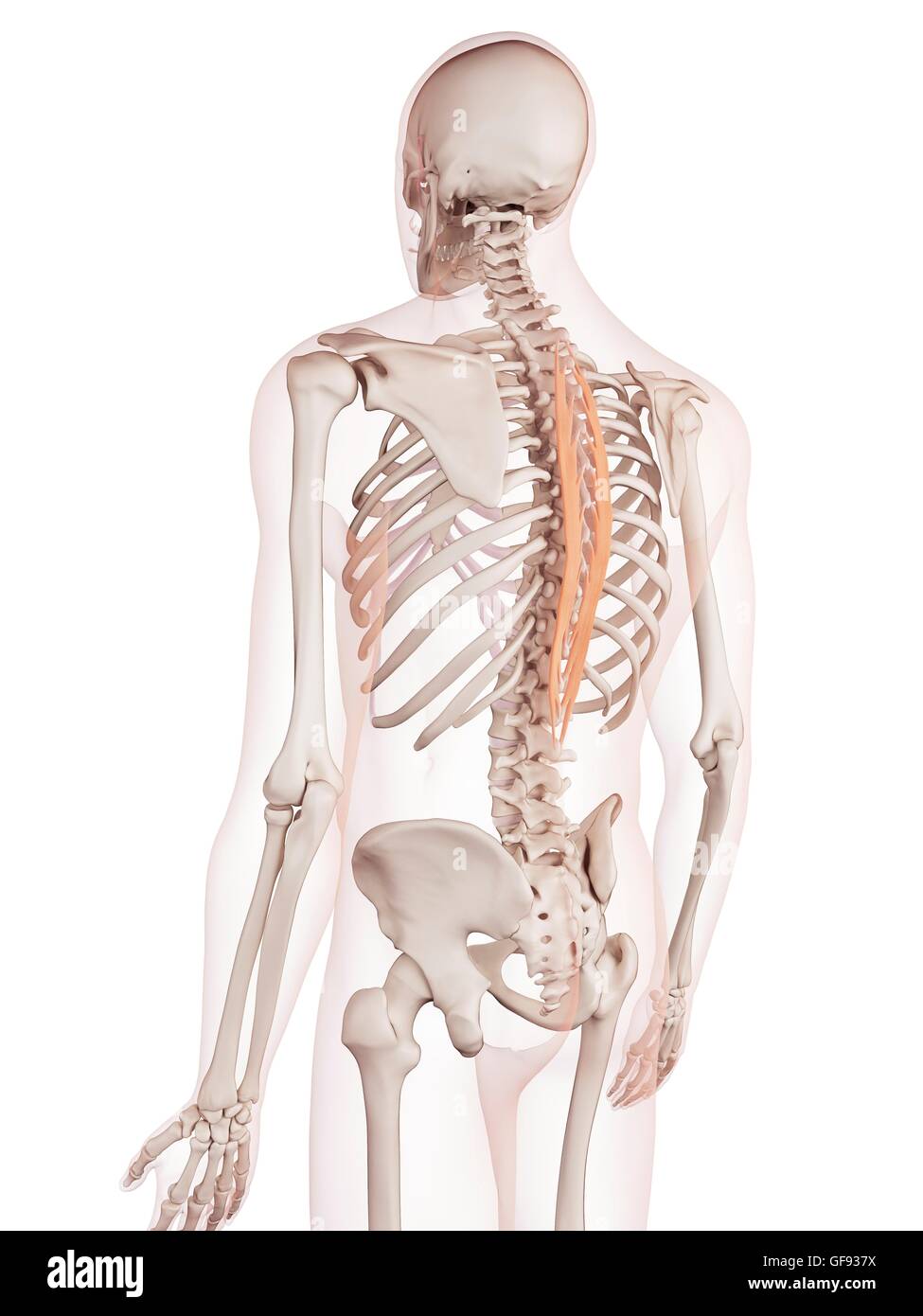 Human back muscles, illustration. Stock Photo