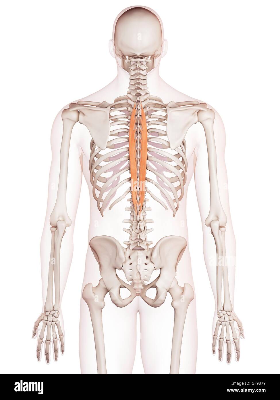 Human back muscles, illustration. Stock Photo