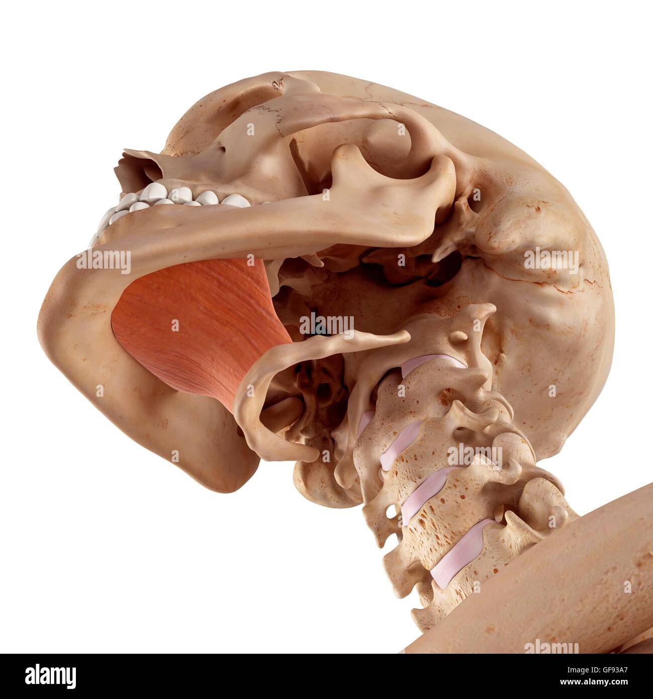 Human neck muscles, illustration Stock Photo Biology Diagrams