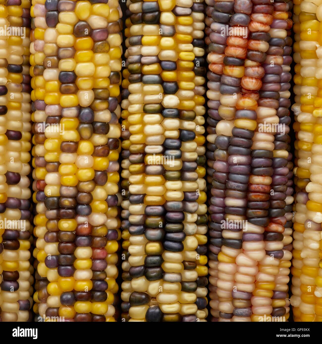 Flint corn, (Zea mays indurata), full frame. Stock Photo