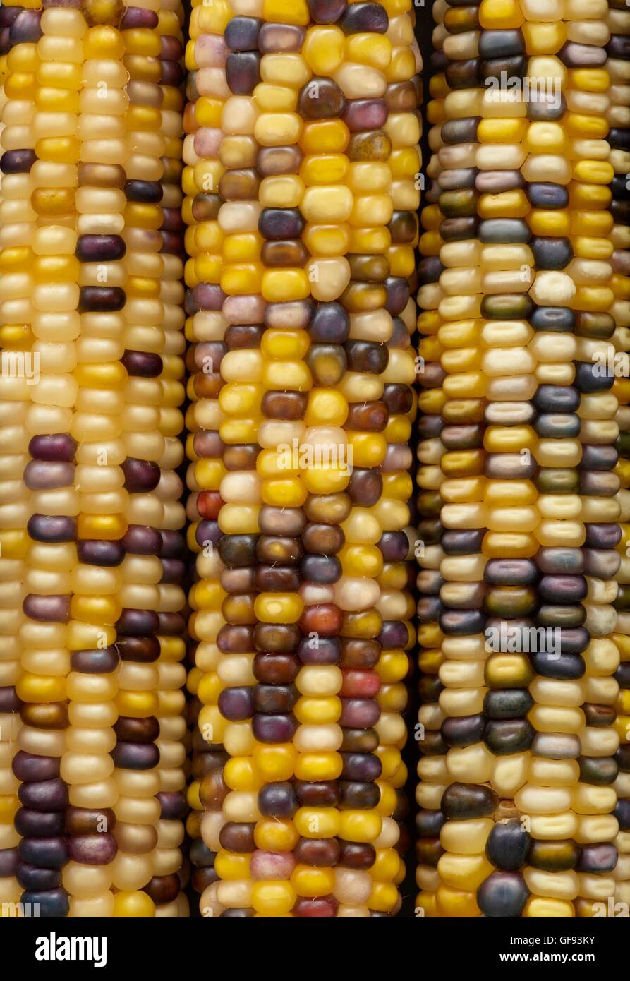 Flint corn, (Zea mays indurata), full frame Stock Photo Alamy