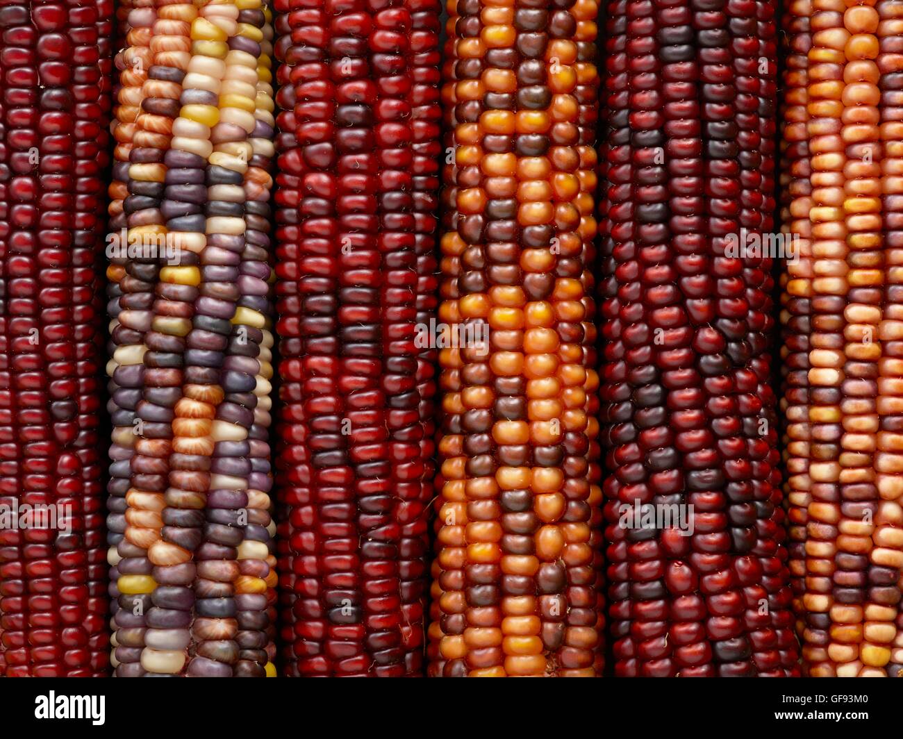 Flint corn, (Zea mays indurata), full frame. Stock Photo