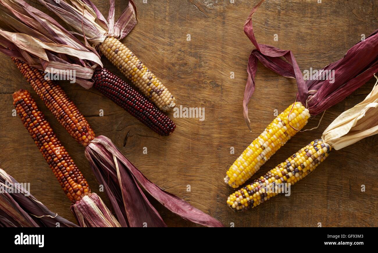 Flint corn, (Zea mays indurata), still life. Stock Photo