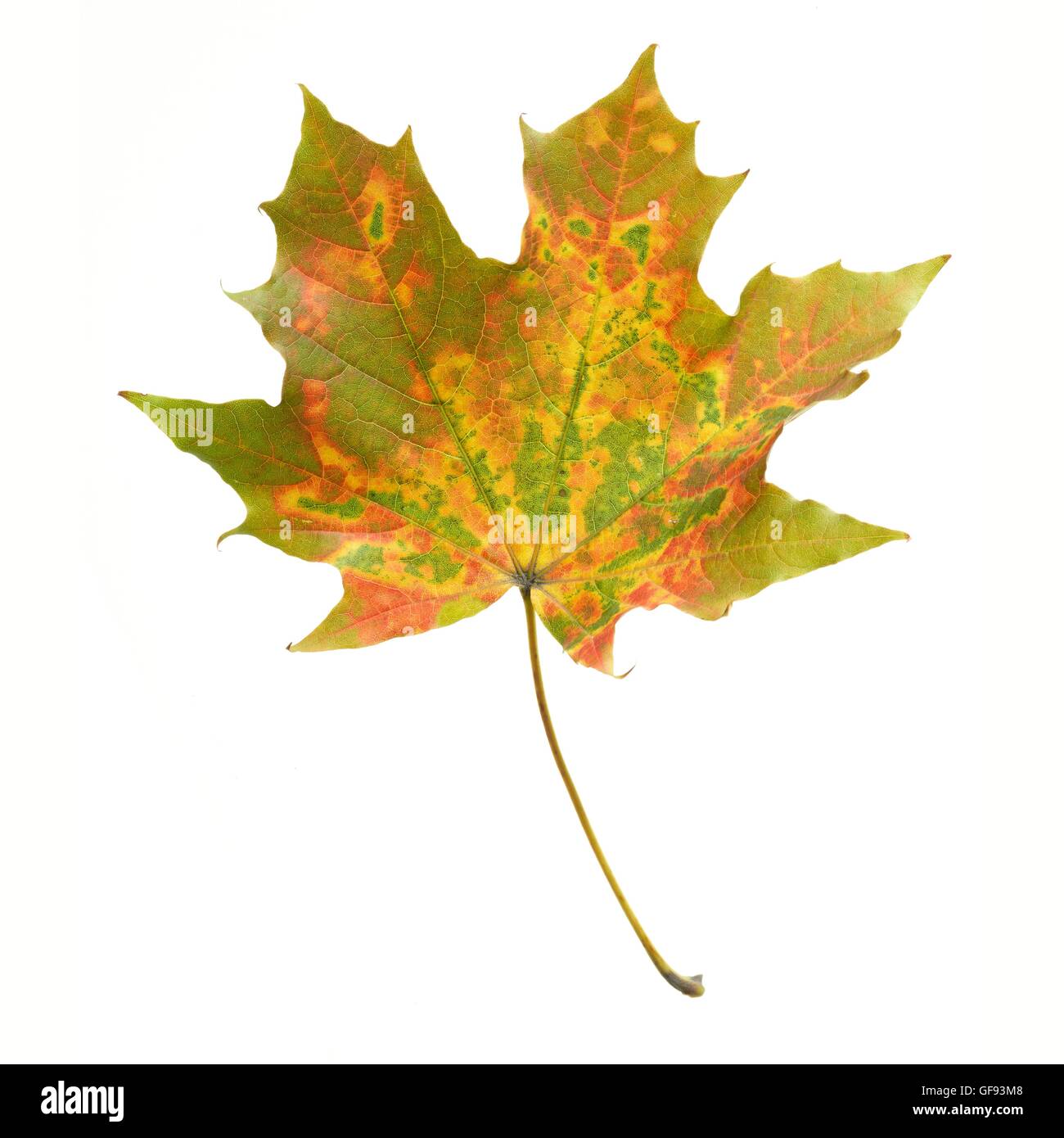 Acer leaf hi-res stock photography and images - Alamy