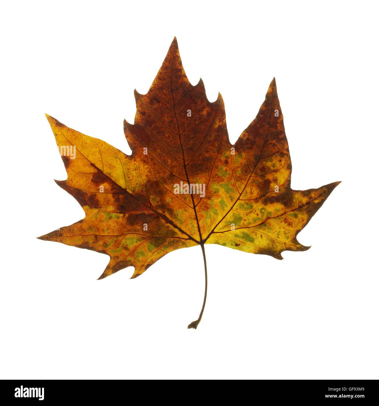 Maple (Acer) leaf, studio shot. Stock Photo