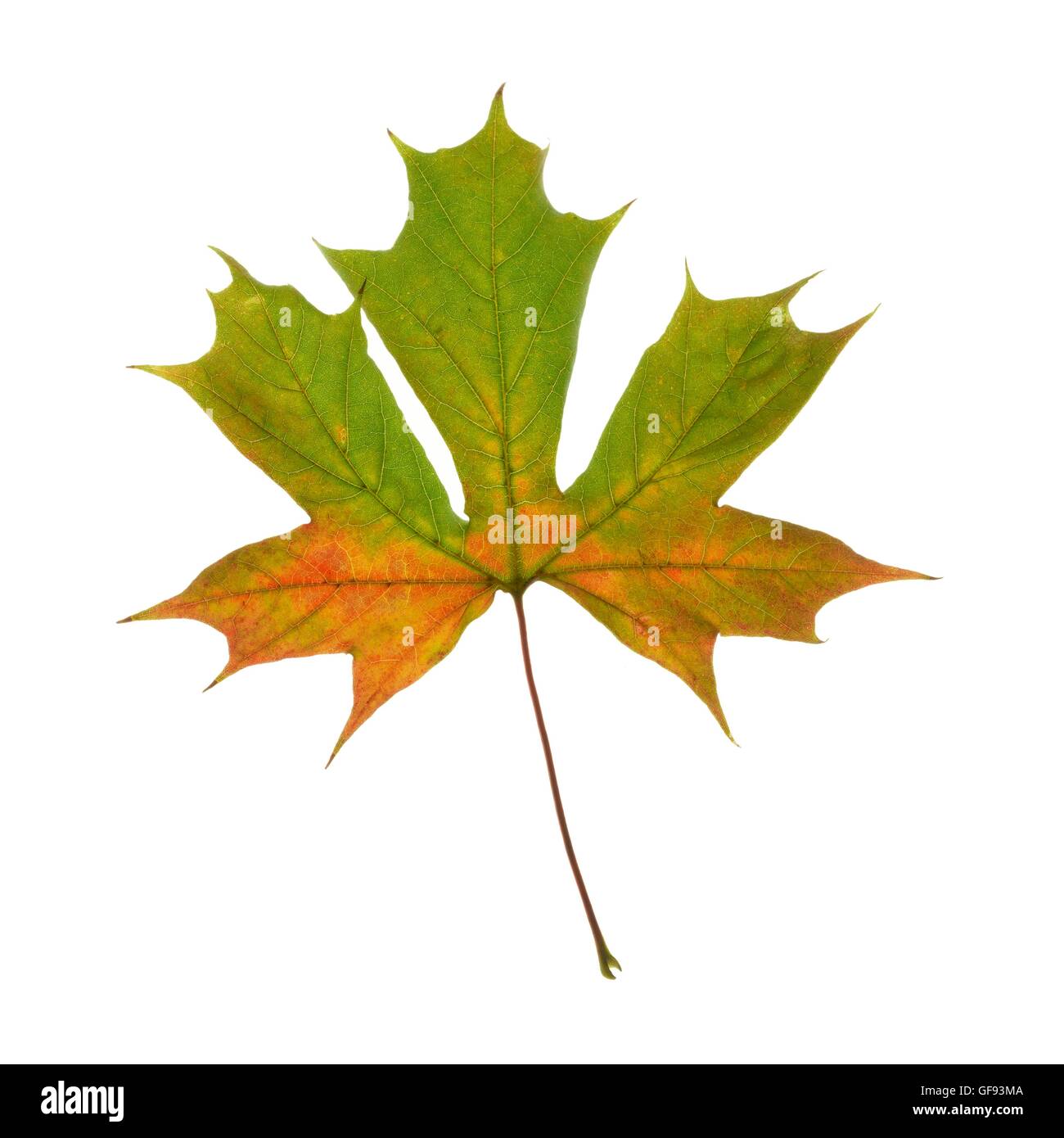 Sycamore (Acer pseudoplatanus) leaf, studio shot. Stock Photo