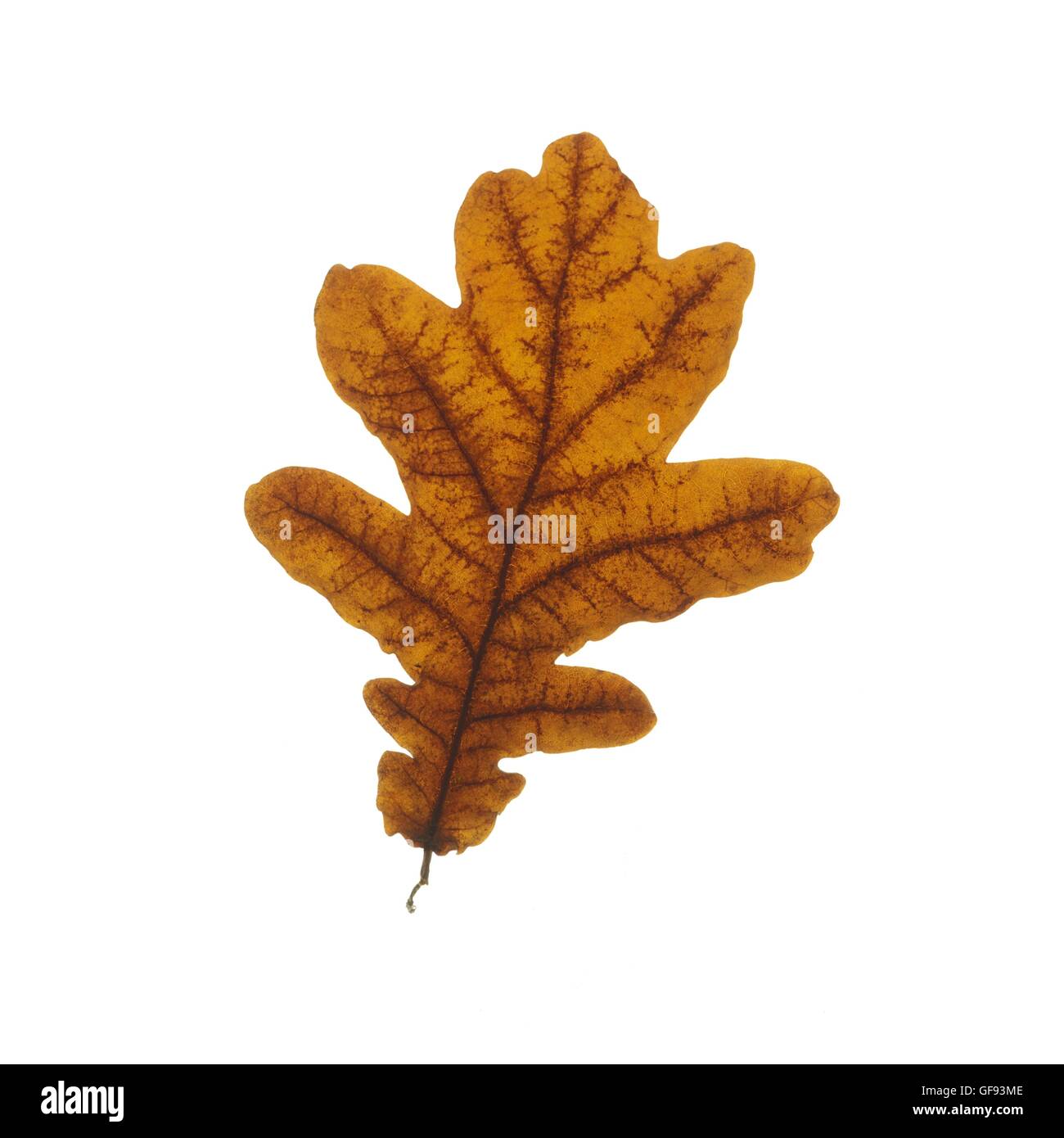 Oak (quercus) leaf, studio shot. Stock Photo