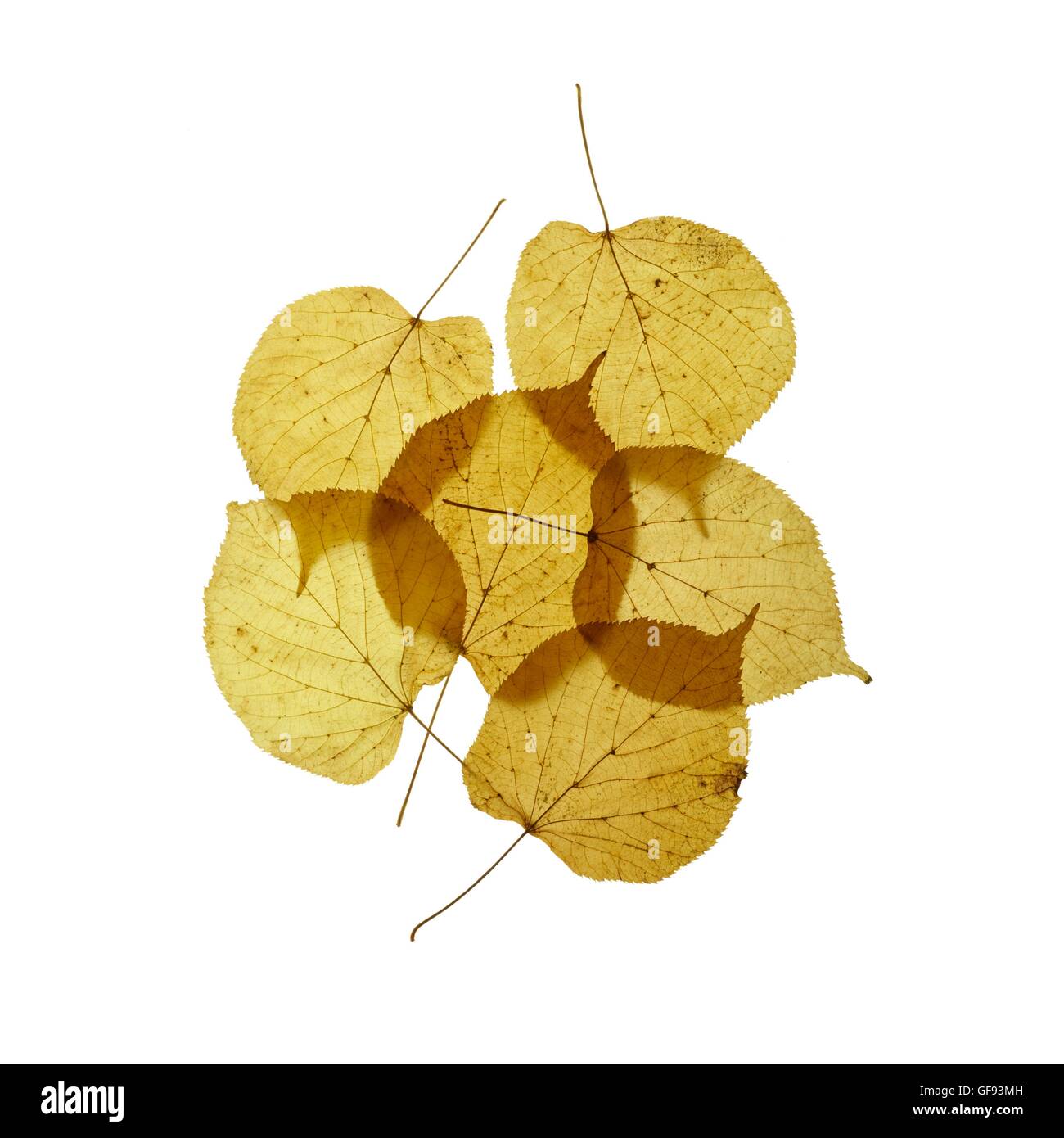 Lime tree (tilia) leaves, studio shot. Stock Photo