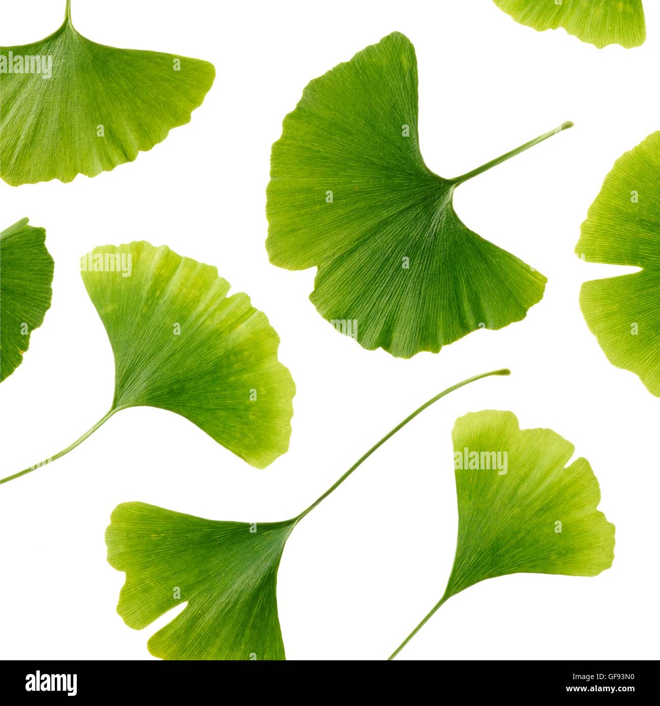 Ginkgo tree large ginkgo tree hi-res stock photography and images - Alamy