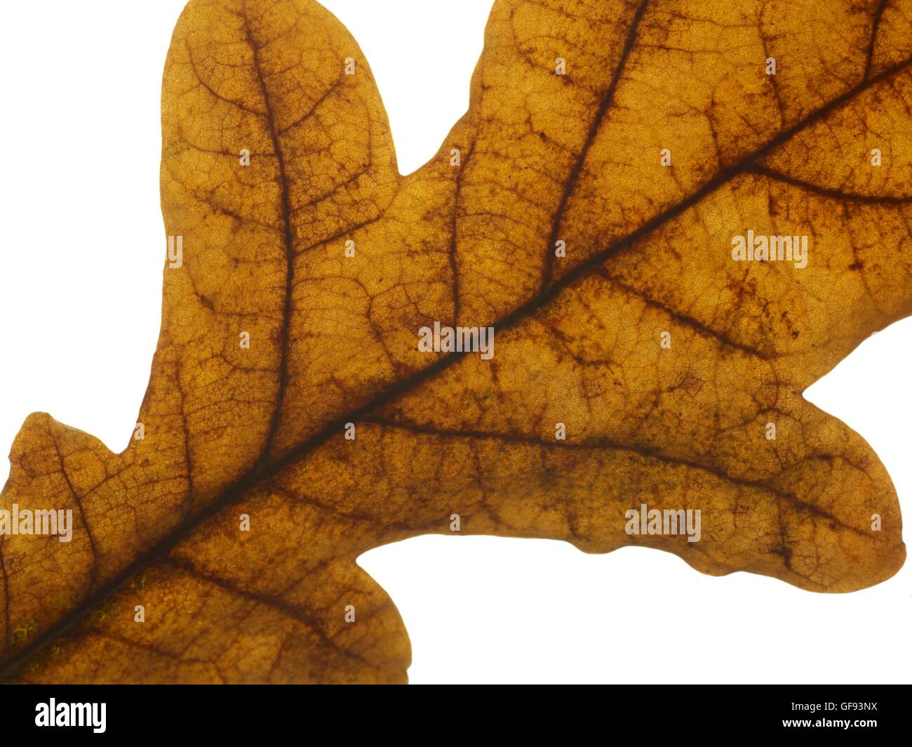 Plain Oak Leaf High Resolution Stock Photography and Images - Alamy