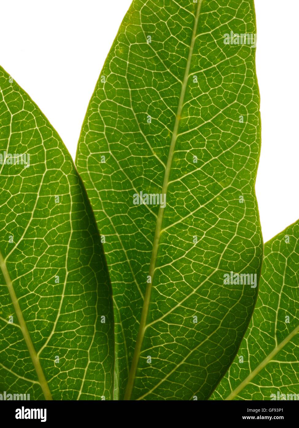 Green leaf, close up. Stock Photo