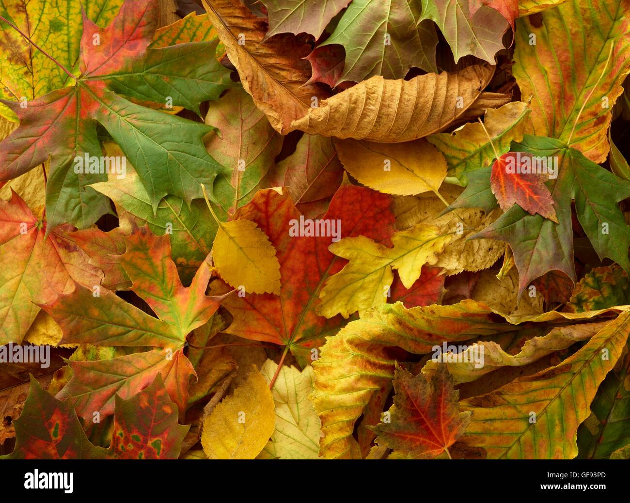 Autumn leaves, full frame. Stock Photo