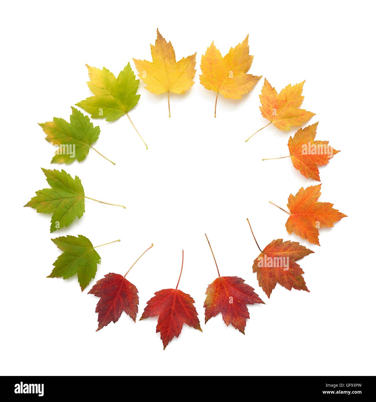 Autumn leaves in a circle, studio shot. Stock Photo